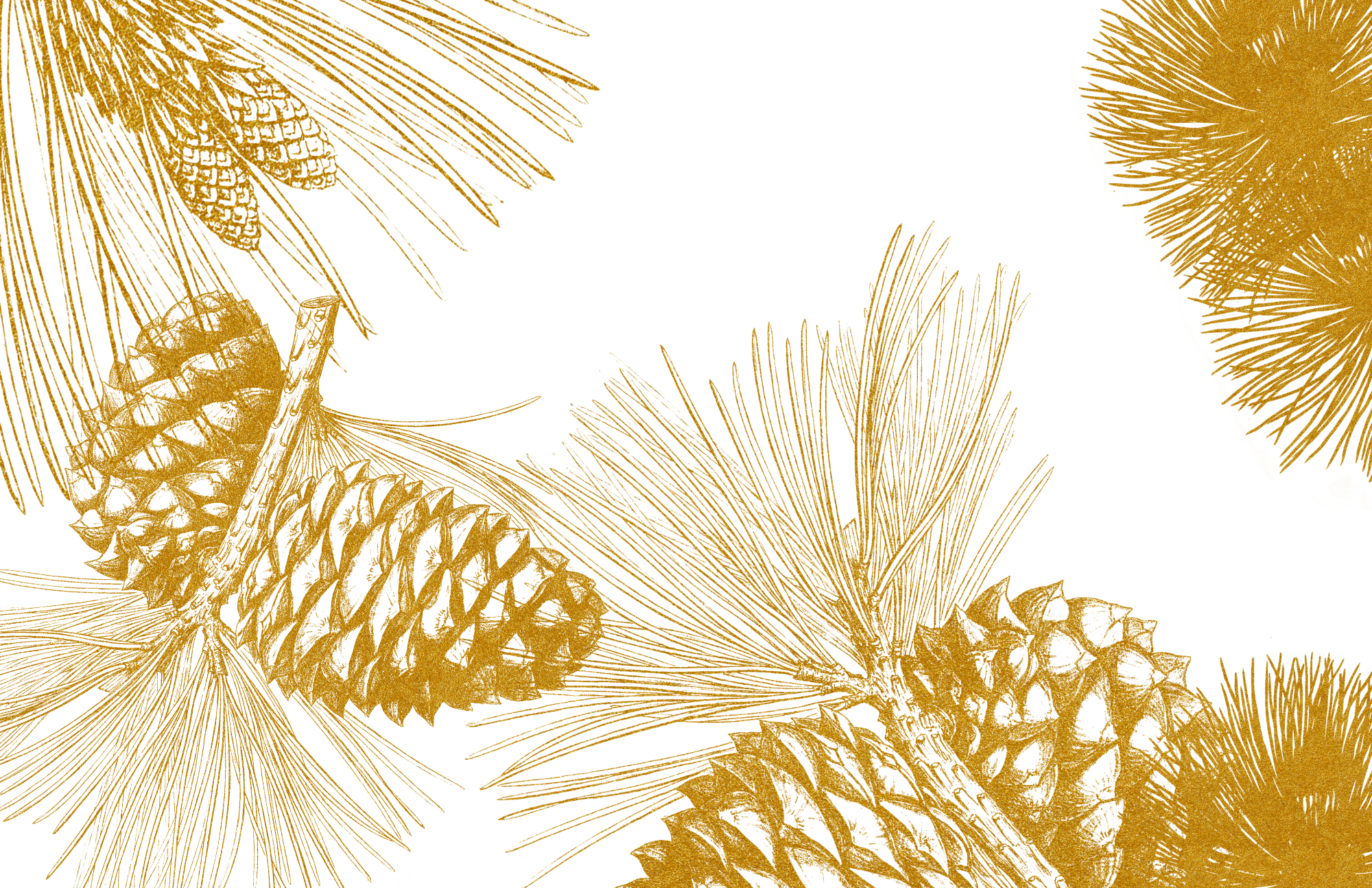 TAYLOR GRAY - 11x17 TRADITIONAL CHRISTMAS insert set of 10